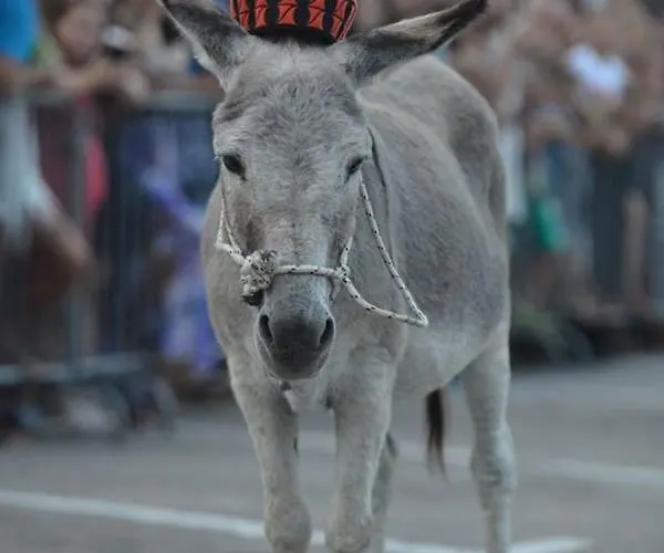 Mia Ana Appartamento